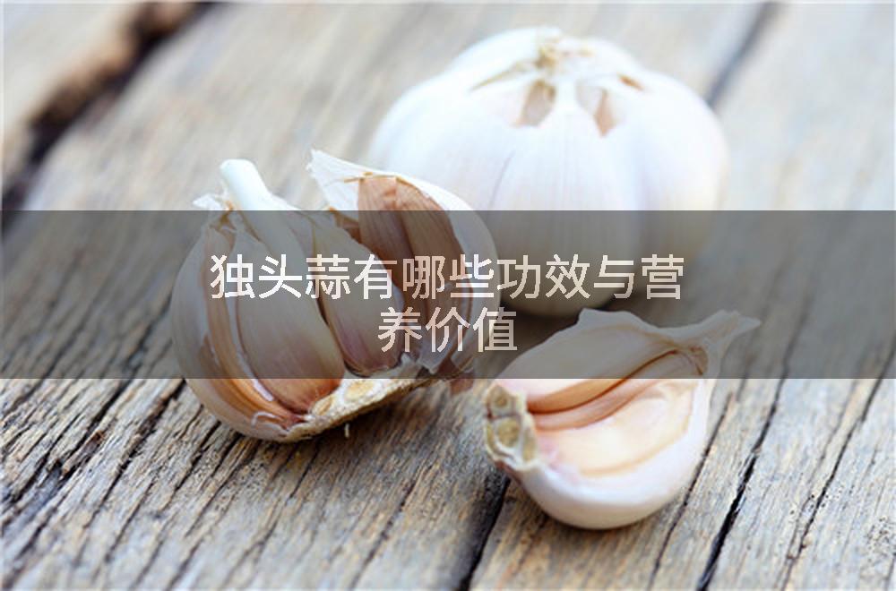 独头蒜有哪些功效与营养价值