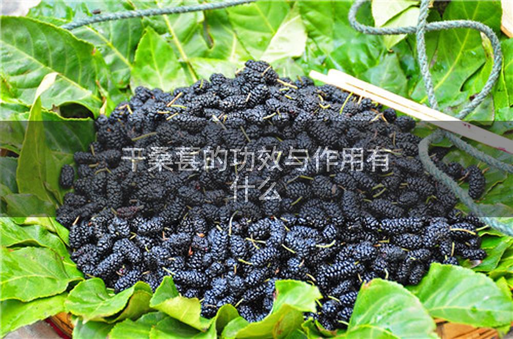 干桑葚的功效与作用有什么