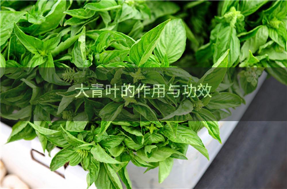 大青叶的作用与功效