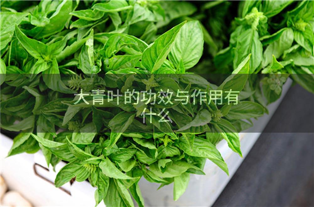 大青叶的功效与作用有什么