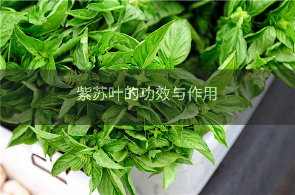 紫苏叶的功效与作用