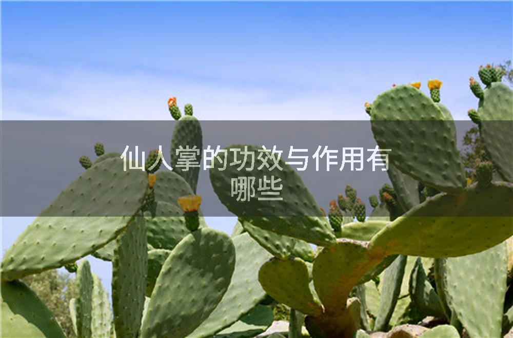 仙人掌的功效与作用有哪些