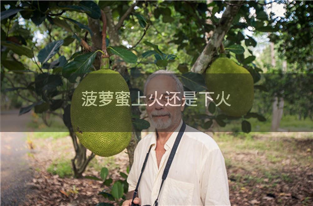菠萝蜜上火还是下火