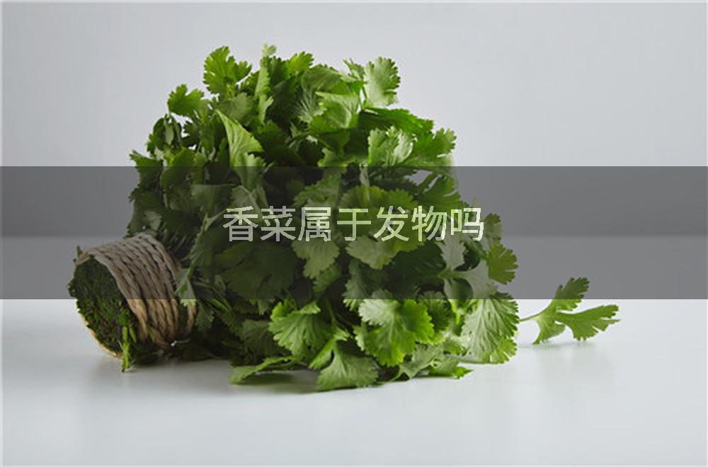 香菜属于发物吗