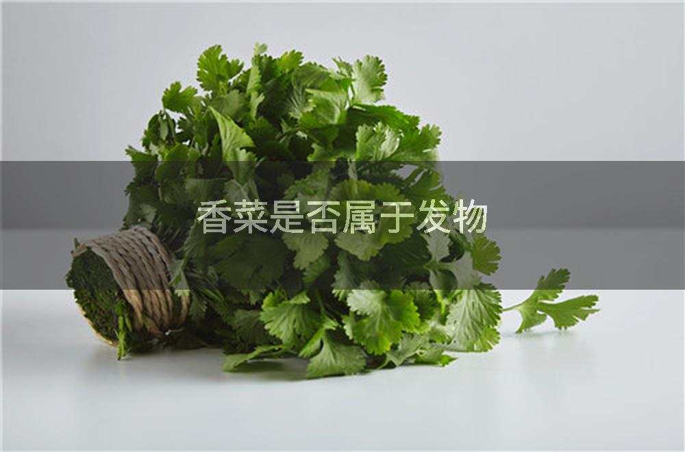 香菜是否属于发物