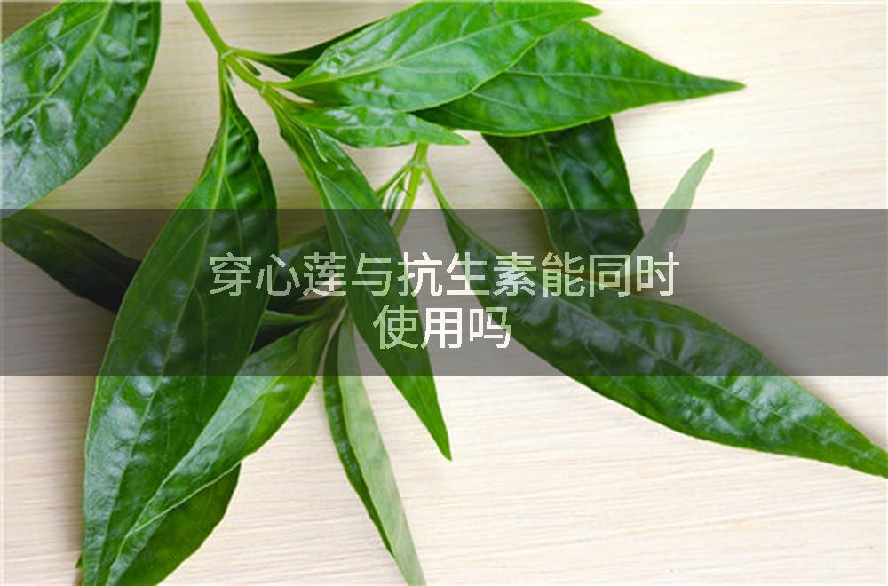 穿心莲与抗生素能同时使用吗