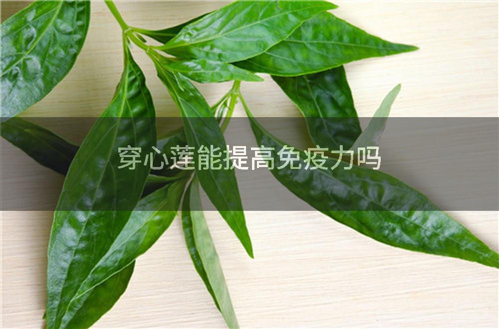 穿心莲能提高免疫力吗