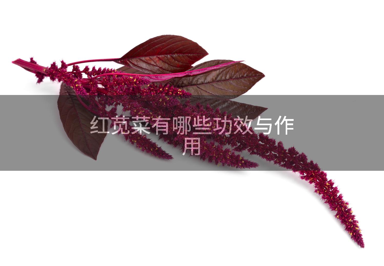 红苋菜有哪些功效与作用