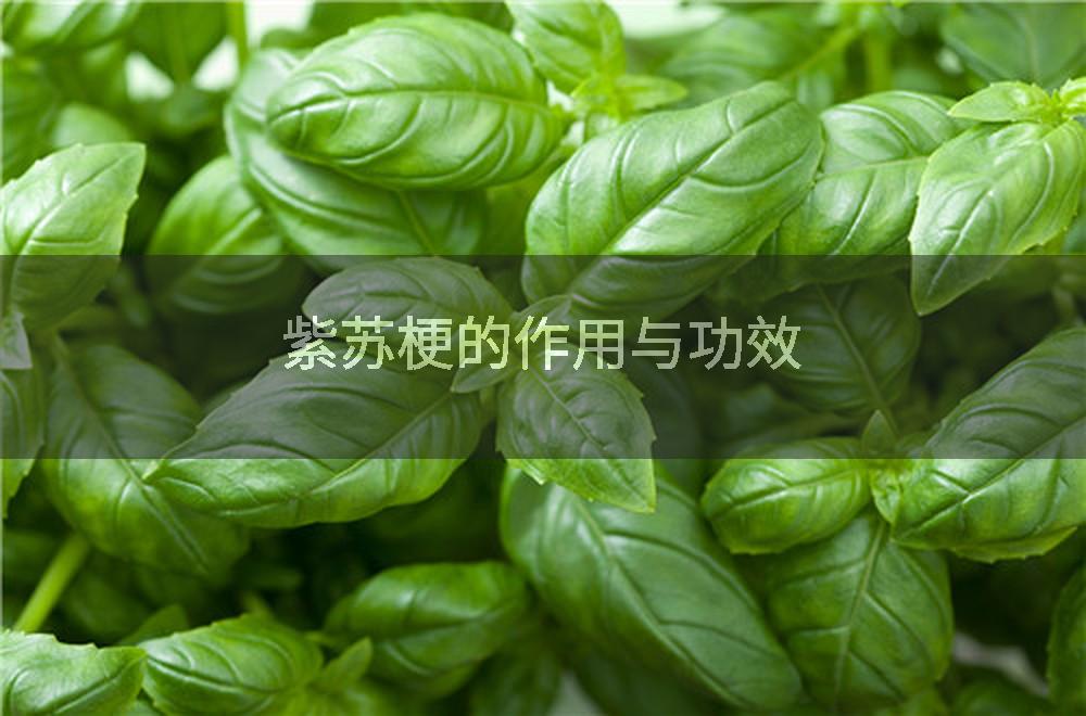 紫苏梗的作用与功效