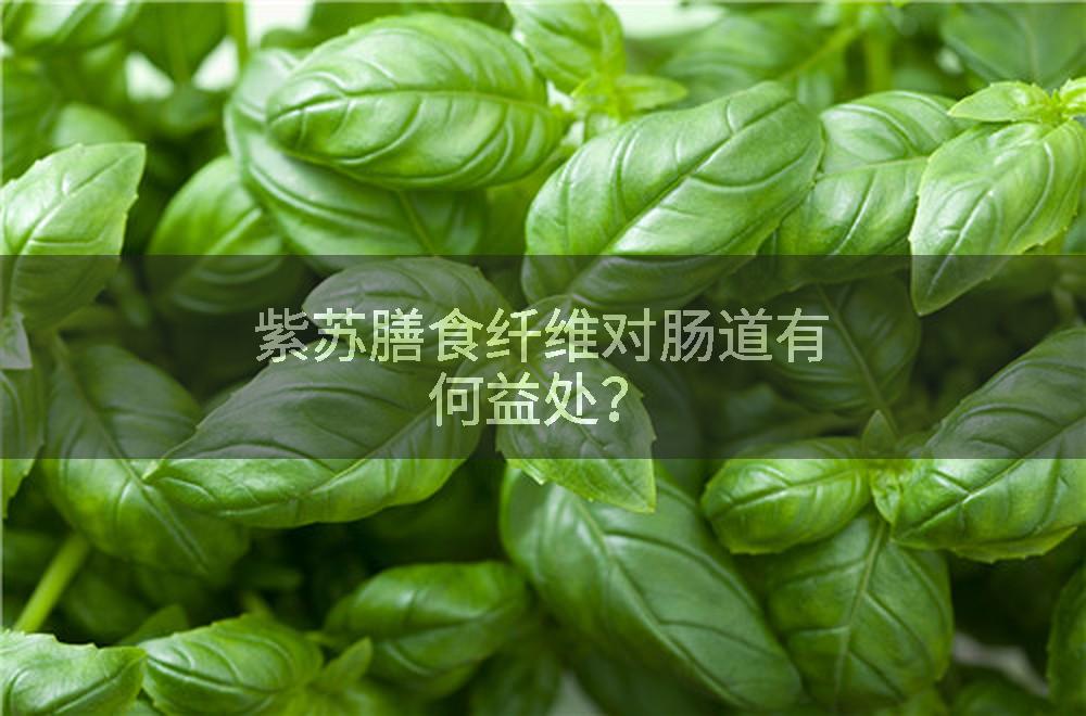 紫苏膳食纤维对肠道有何益处？