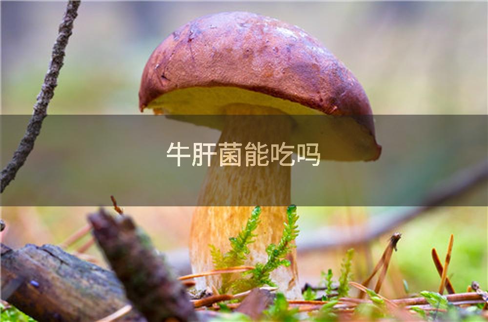 牛肝菌能吃吗
