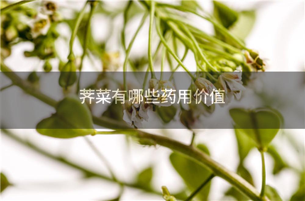 荠菜有哪些药用价值