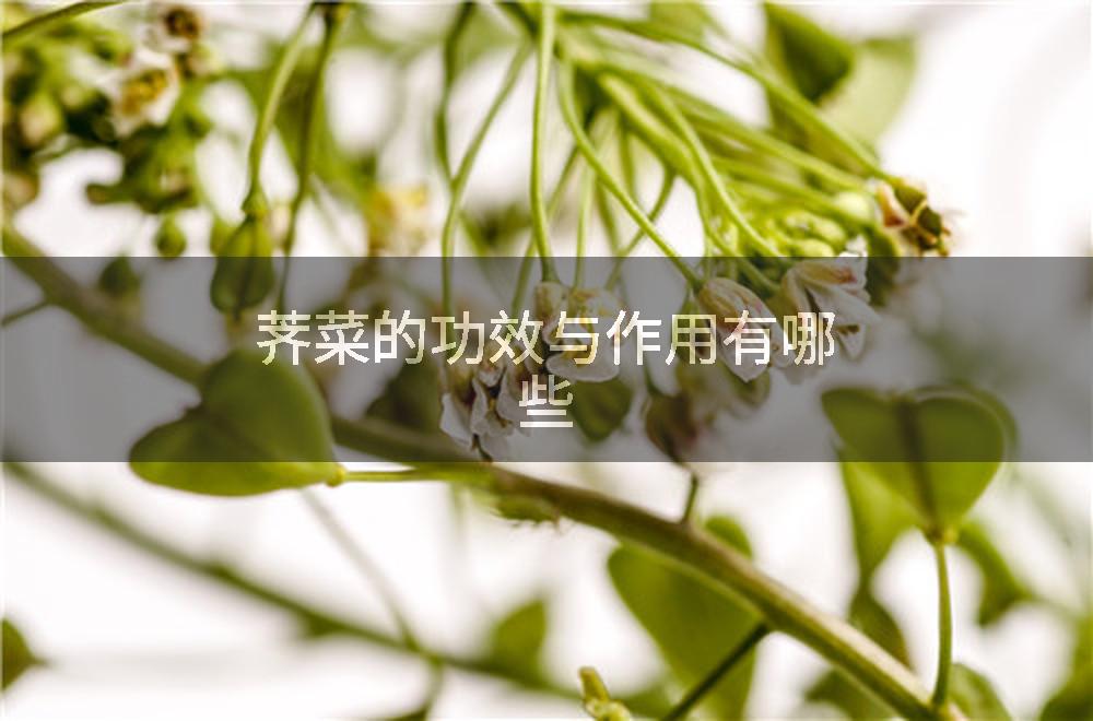 荠菜的功效与作用有哪些