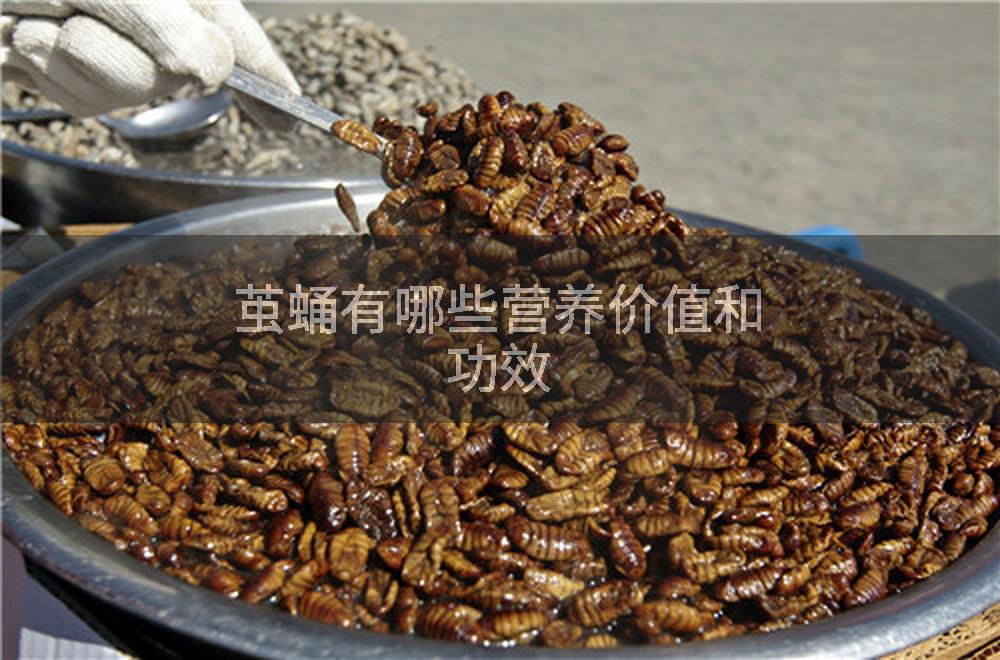 茧蛹有哪些营养价值和功效