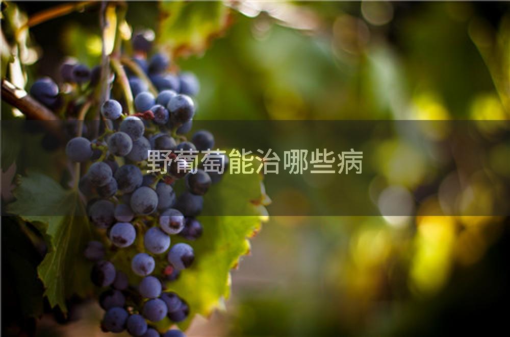 野葡萄能治哪些病