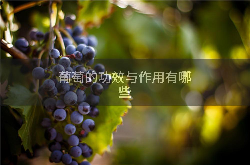 葡萄的功效与作用有哪些