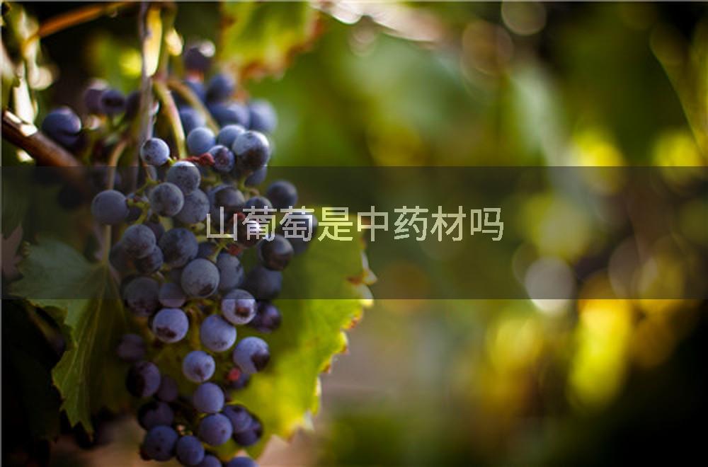 山葡萄是中药材吗