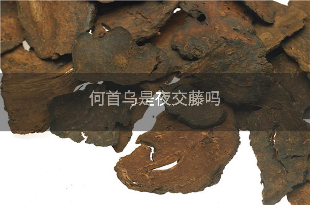 何首乌是夜交藤吗