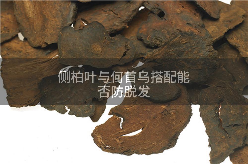 侧柏叶与何首乌搭配能否防脱发