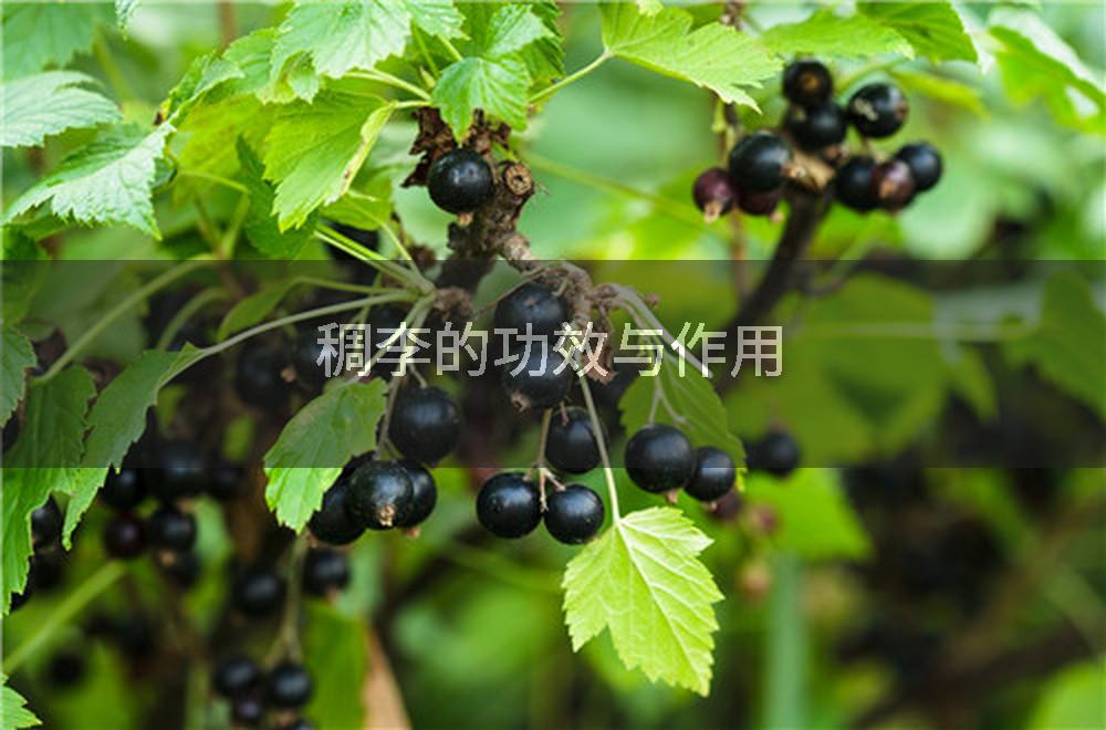 稠李的功效与作用