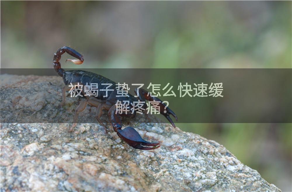 被蝎子蛰了怎么快速缓解疼痛？