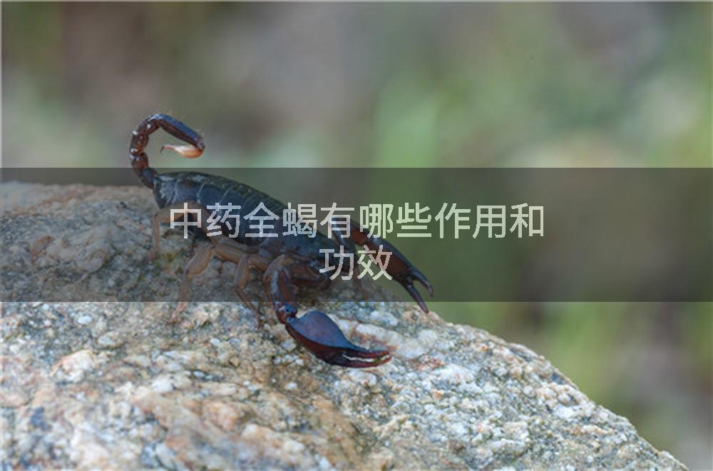 中药全蝎有哪些作用和功效