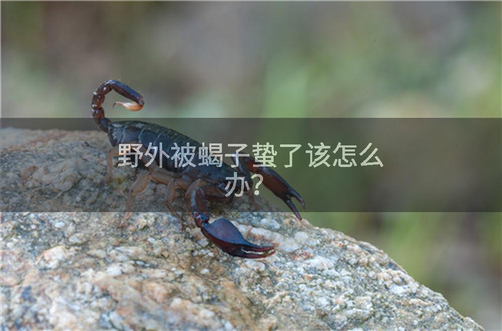 野外被蝎子蛰了该怎么办？
