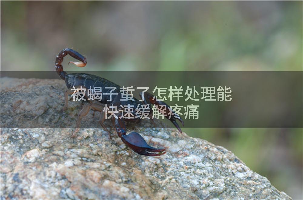 被蝎子蜇了怎样处理能快速缓解疼痛