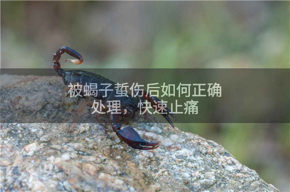 被蝎子蜇伤后如何正确处理，快速止痛