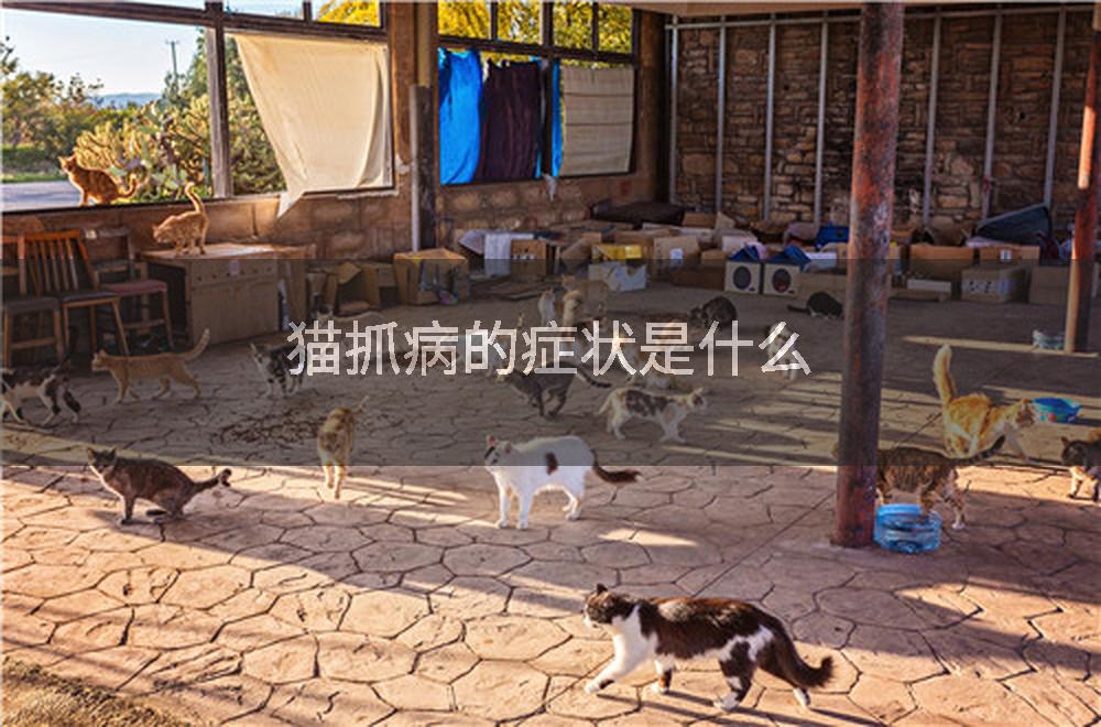 猫抓病的症状是什么