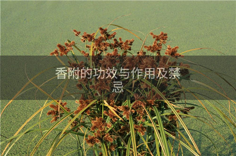 香附的功效与作用及禁忌