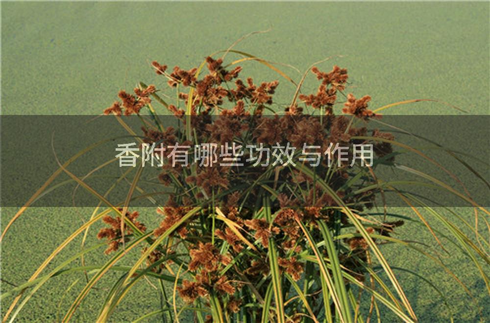 香附有哪些功效与作用