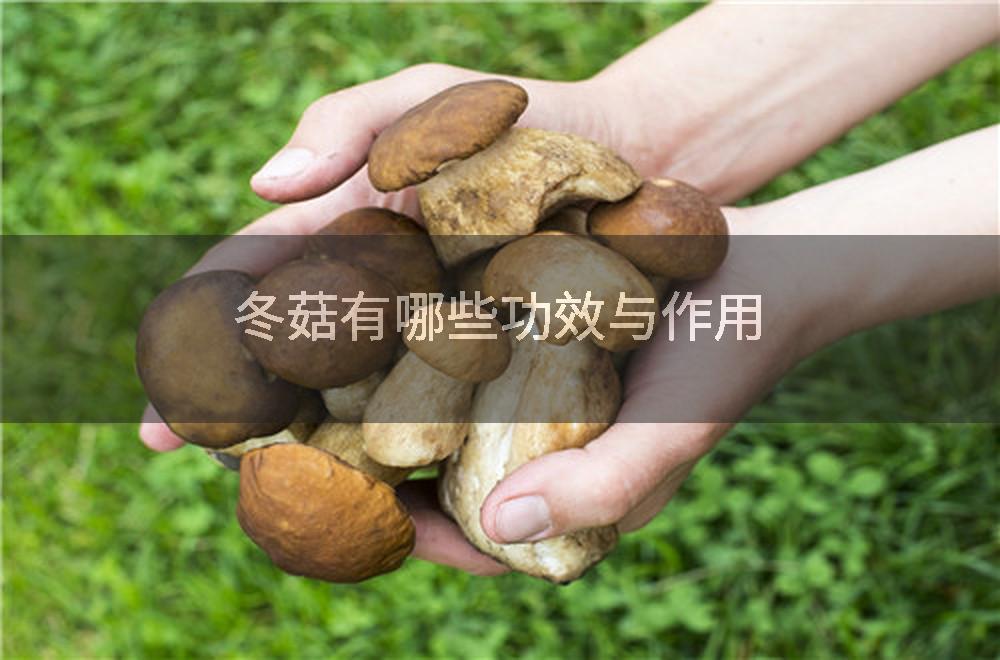 冬菇有哪些功效与作用