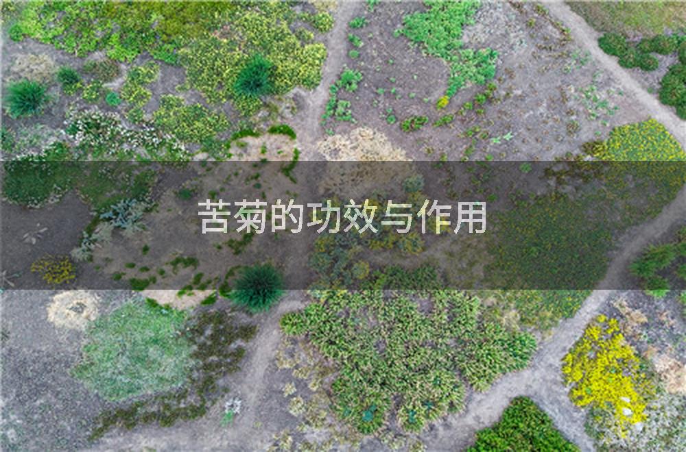 苦菊的功效与作用