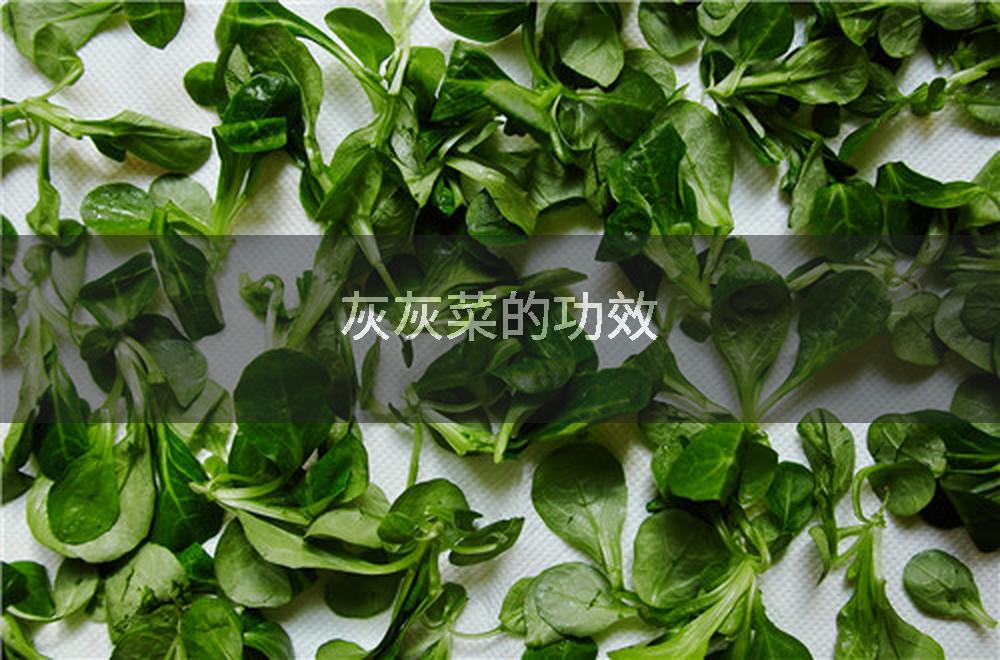 灰灰菜的功效