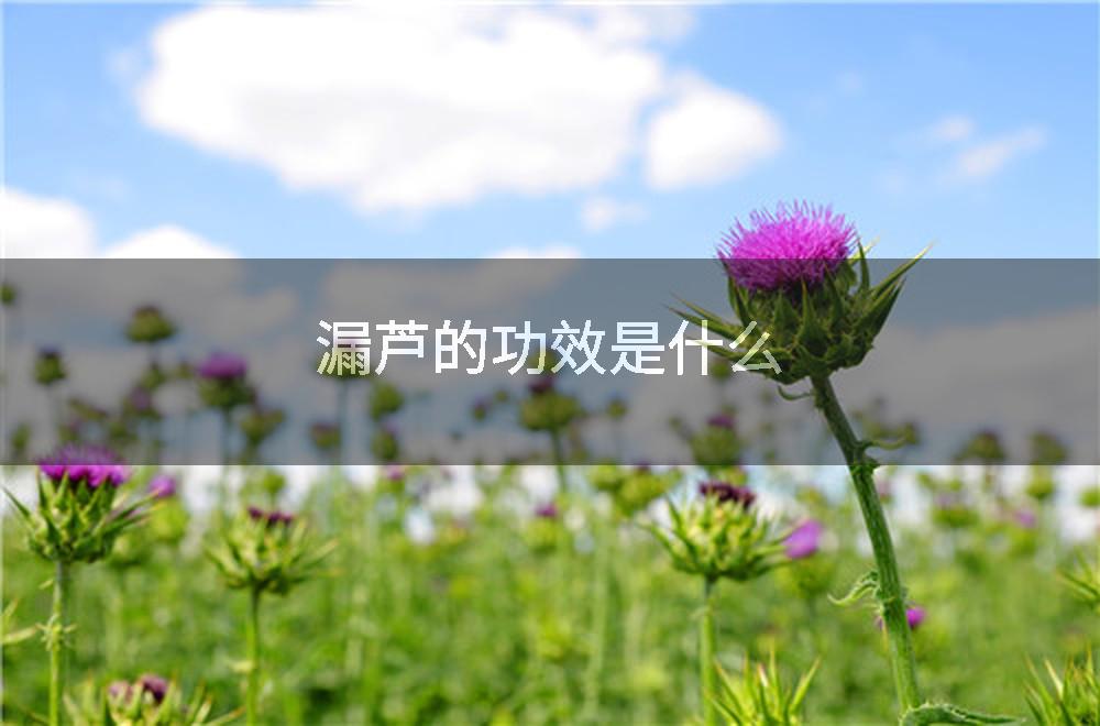 漏芦的功效是什么