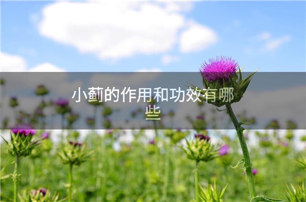 小蓟的作用和功效有哪些