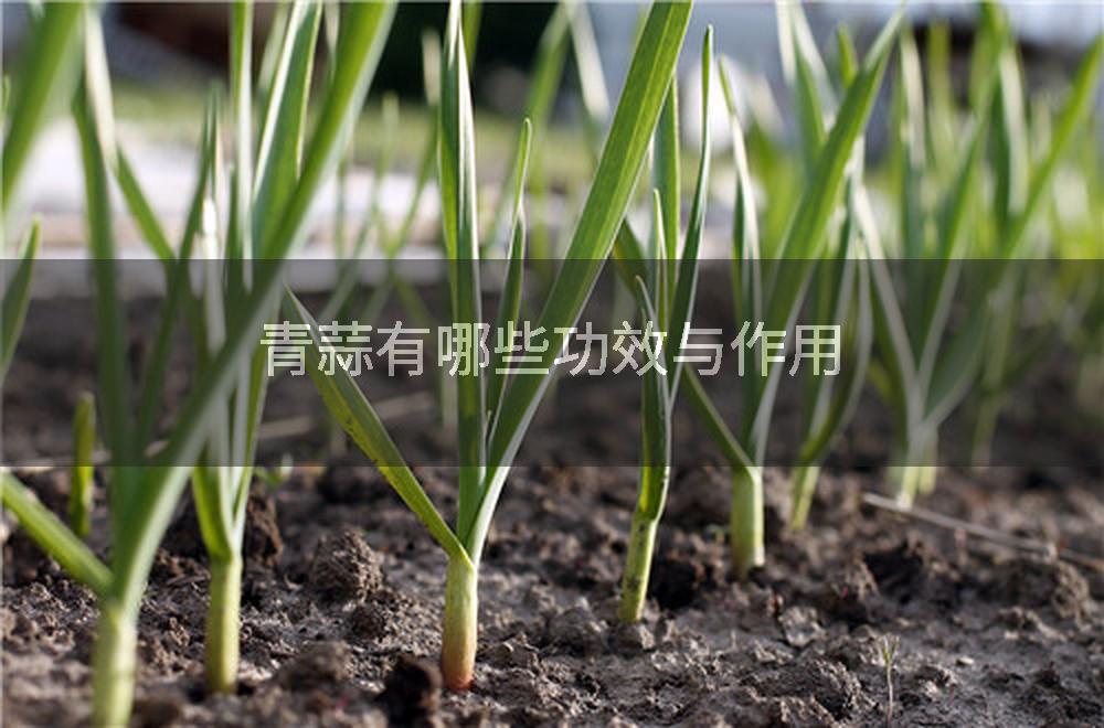青蒜有哪些功效与作用