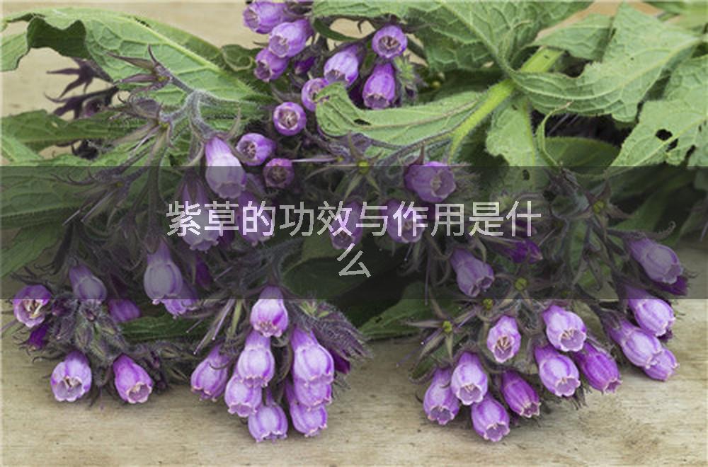 紫草的功效与作用是什么