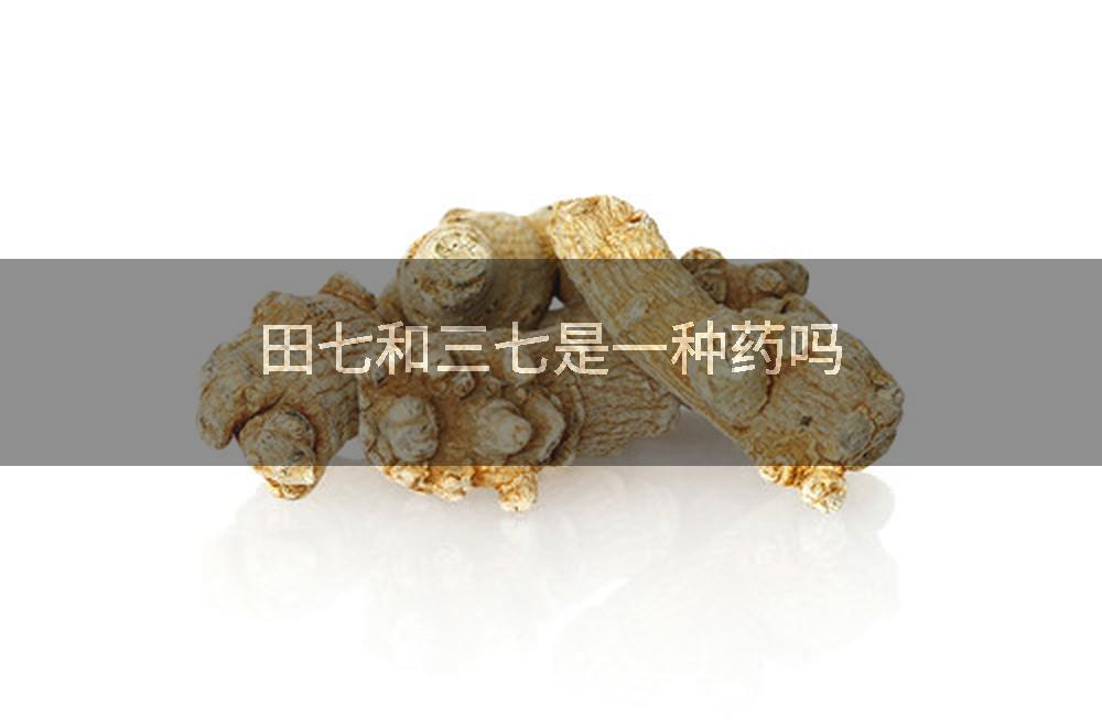 田七和三七是一种药吗