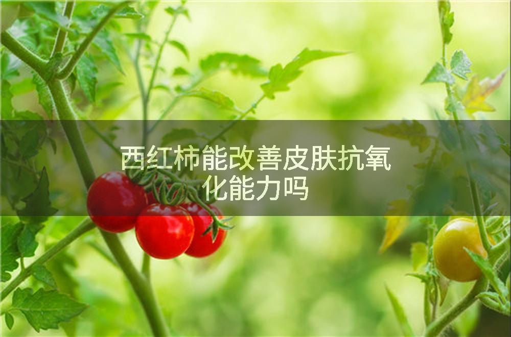 西红柿能改善皮肤抗氧化能力吗