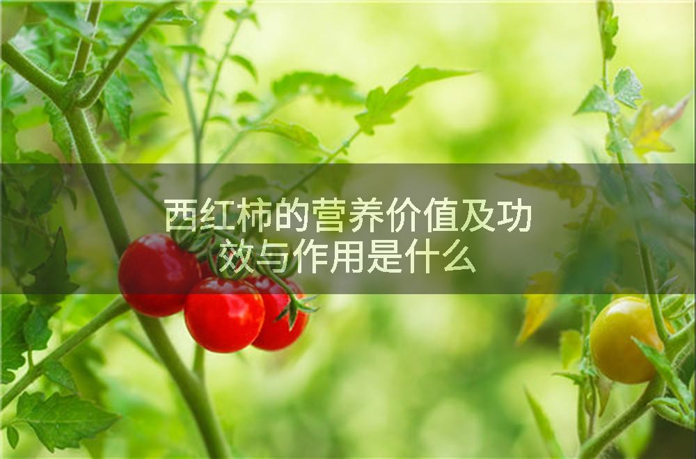 西红柿的营养价值及功效与作用是什么