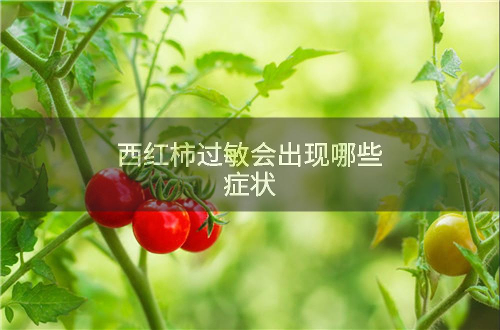 西红柿过敏会出现哪些症状
