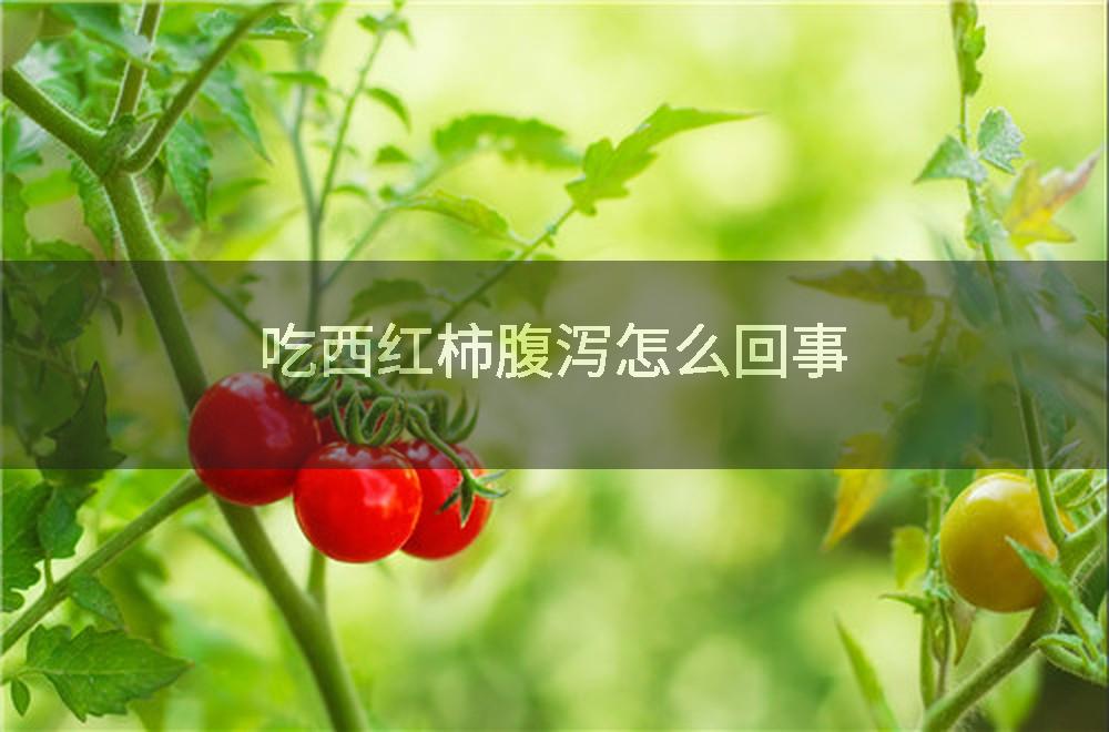 吃西红柿腹泻怎么回事