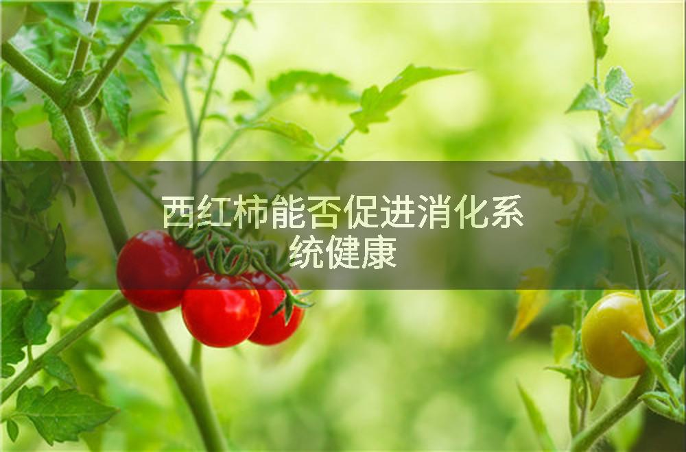 西红柿能否促进消化系统健康