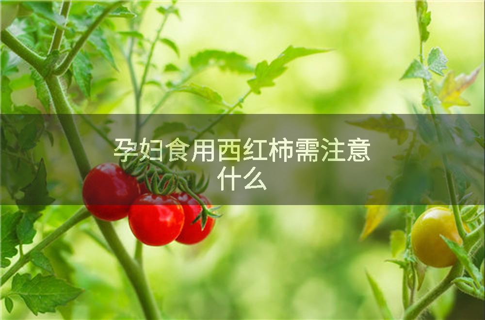 孕妇食用西红柿需注意什么