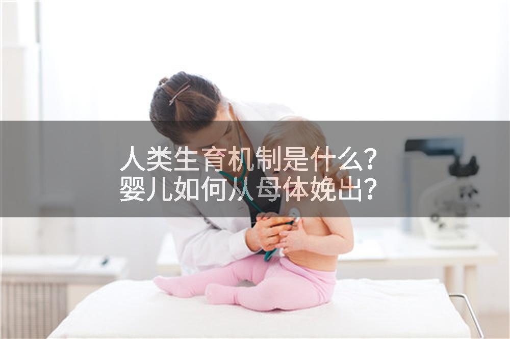 人类生育机制是什么？婴儿如何从母体娩出？