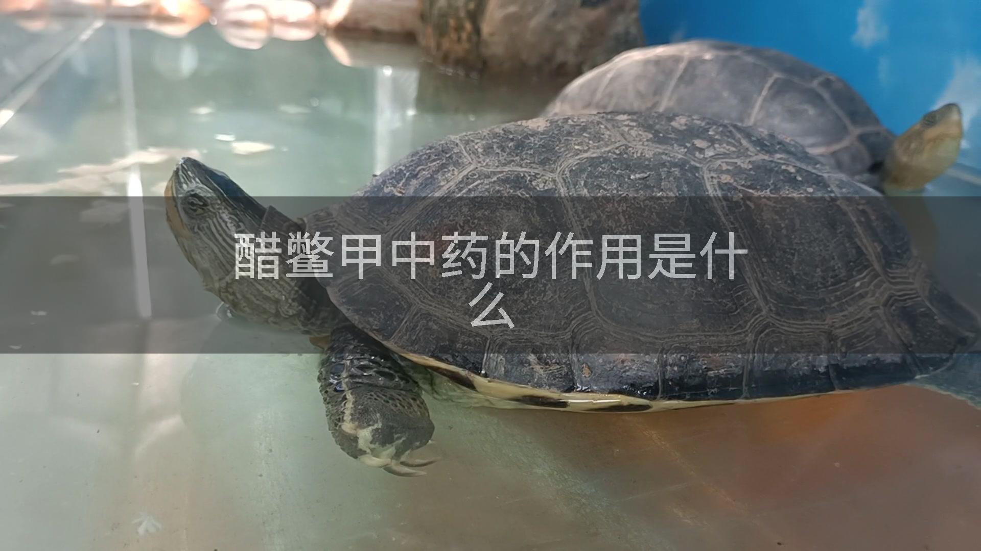 醋鳖甲中药的作用是什么