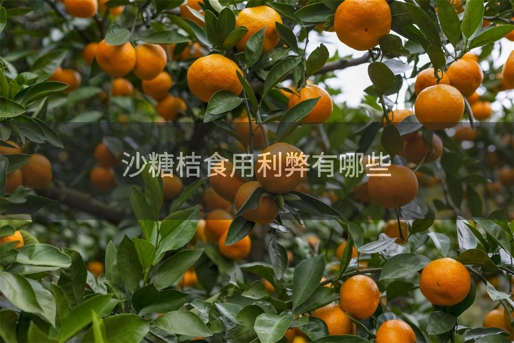 沙糖桔食用利弊有哪些