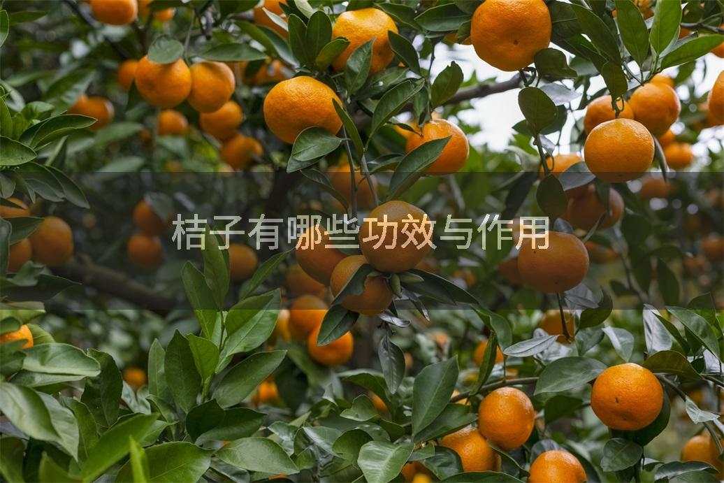 桔子有哪些功效与作用